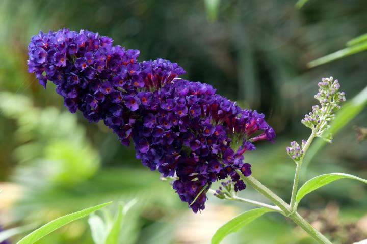 Buddleja dav. 'Black Knight'