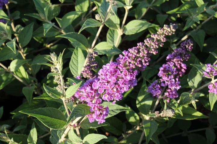 Buddleja dav. 'Blue chip'®