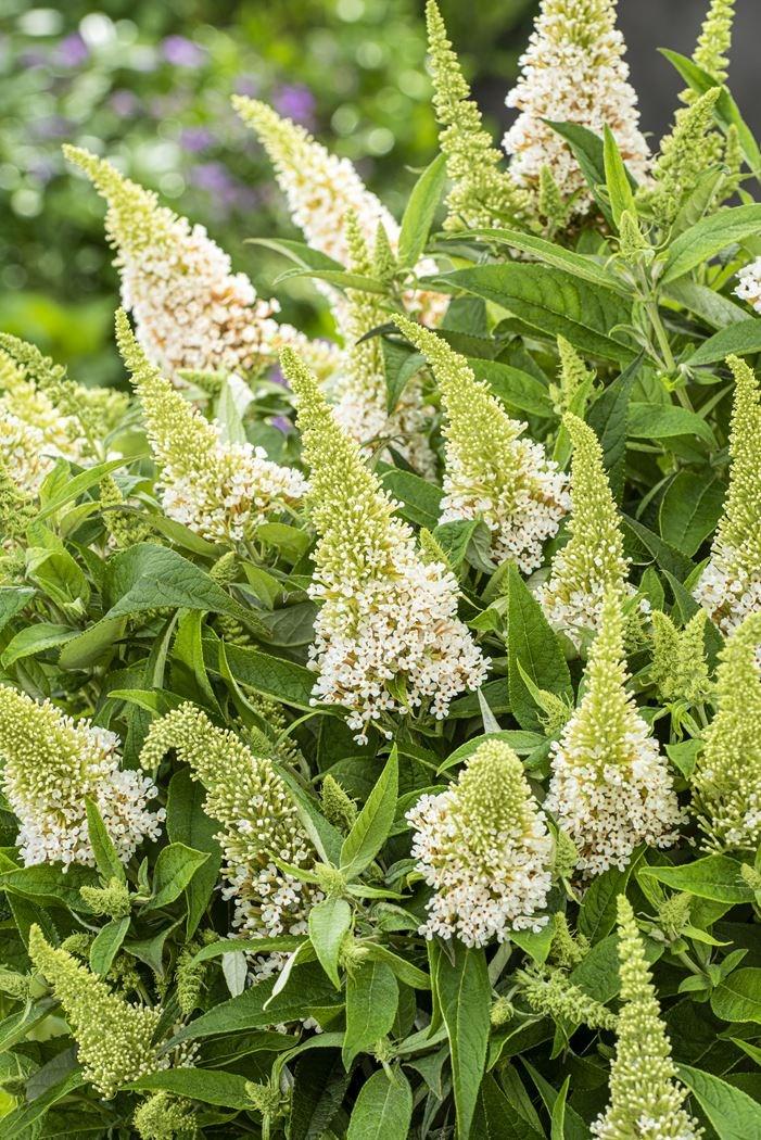 Buddleja dav. 'Butterfly Candy White'®