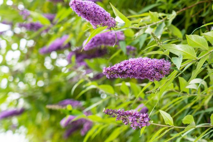 Buddleja dav. 'Nanho Blue'