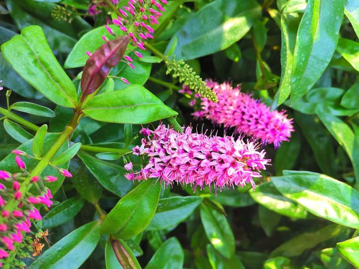 Buddleja dav. 'Pink Delight'
