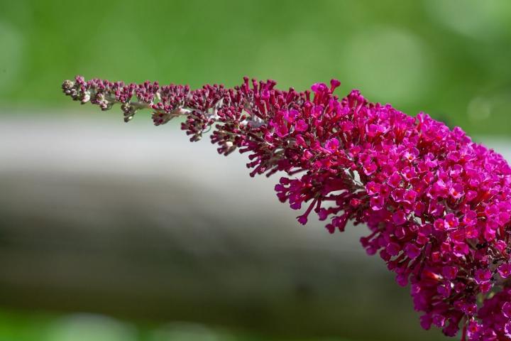 Buddleja dav. 'Royal Red'
