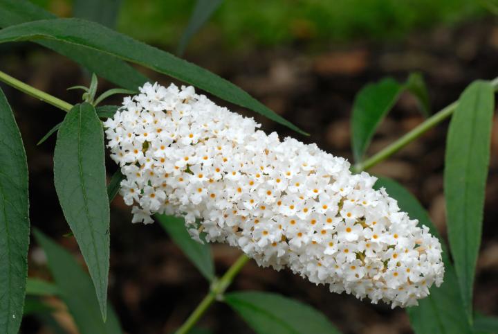 Buddleja dav. 'White Profusion'