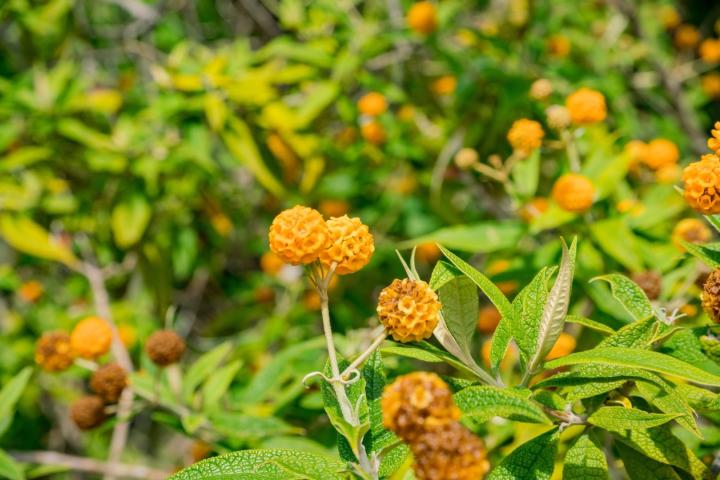 Buddleja globosa