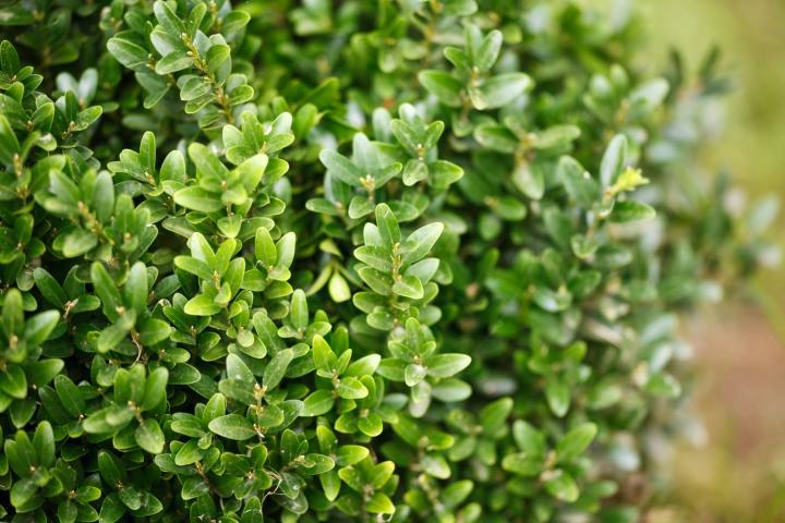 Buxus sempervirens