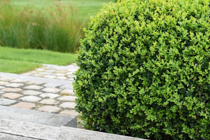Buxus sempervirens