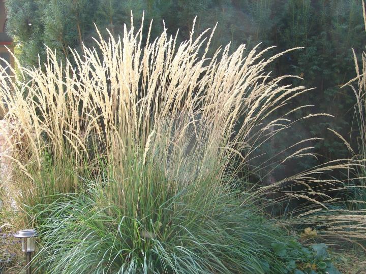 Calamagrostis acutiflora 'Karl Foerster'