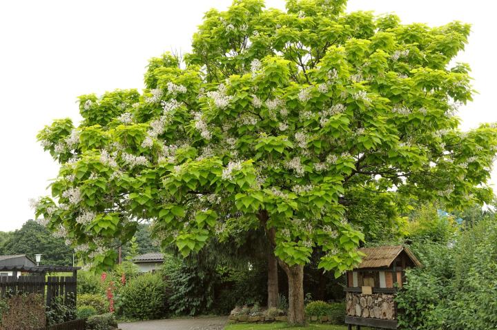 Catalpa bignonioides