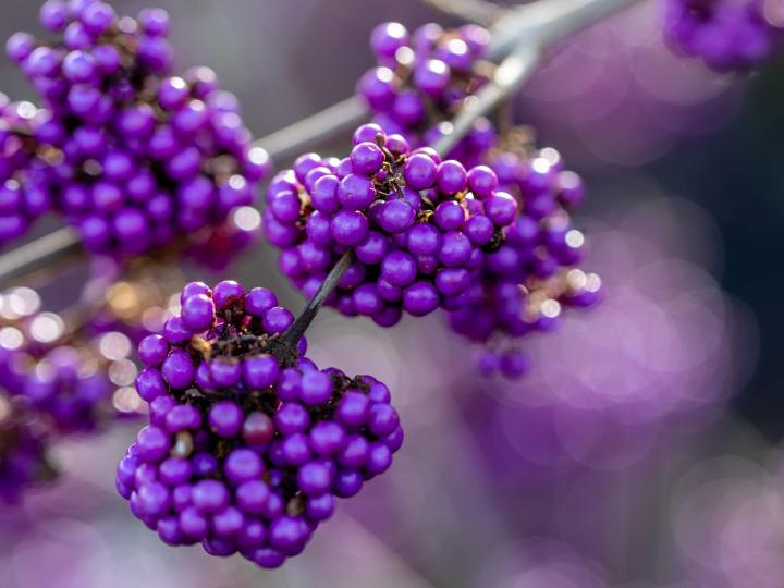Callicarpa bodinieri 'Profusion'