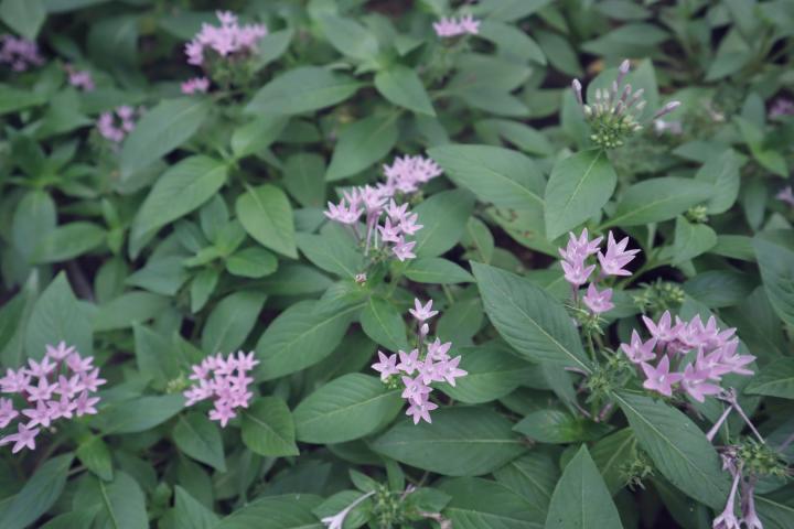 Callicarpa bodinieri 'Profusion'