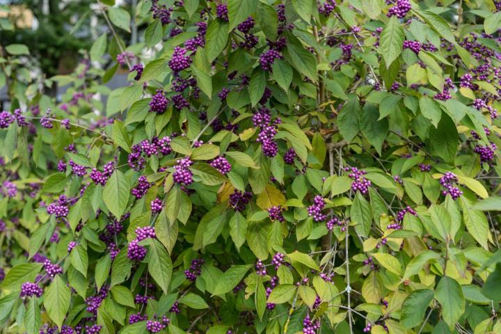 Callicarpa bodinieri 'Profusion'