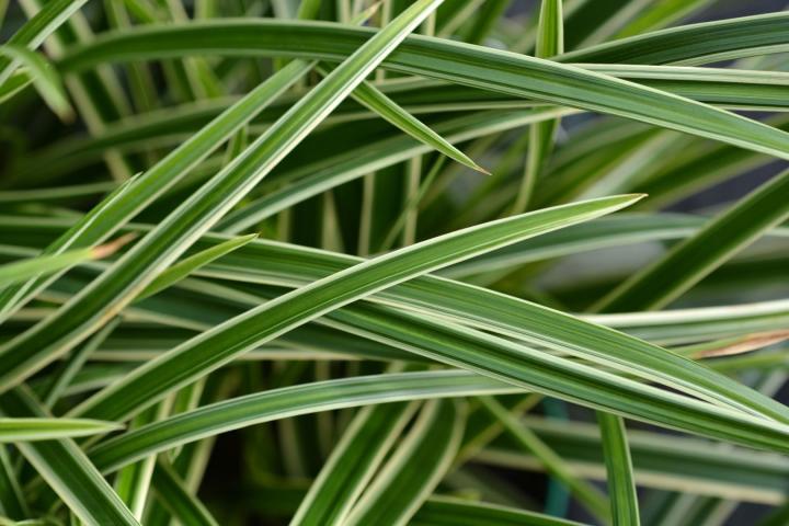 Carex morrowii 'Ice Dance'