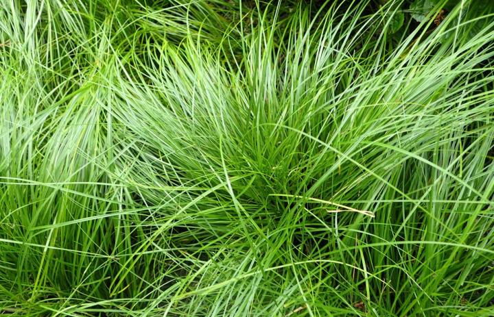 Carex lenta 'Osaka'