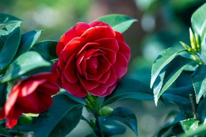 Camellia japonica in soorten