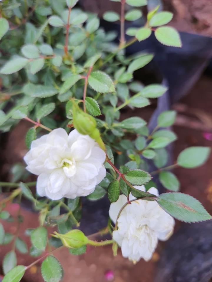 Camellia japonica in soorten
