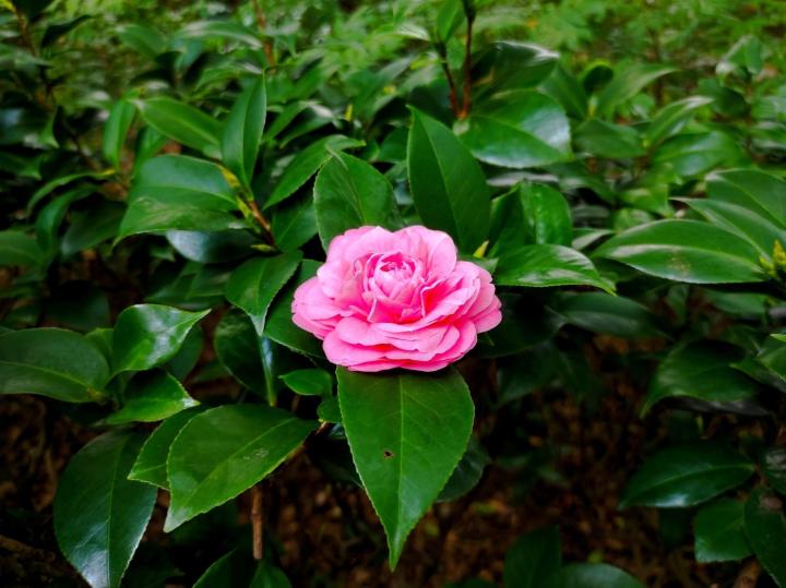 Camellia japonica in soorten