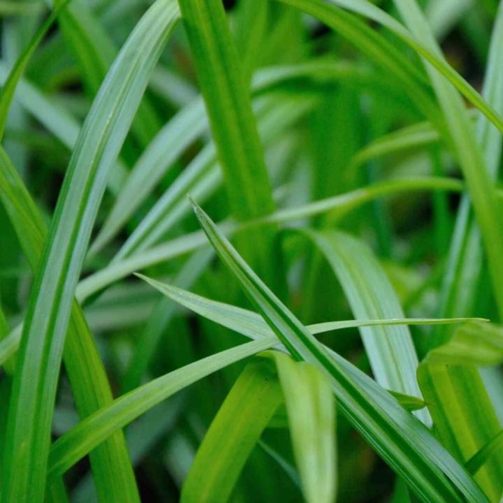 Carex morrowii 'Irish Green'