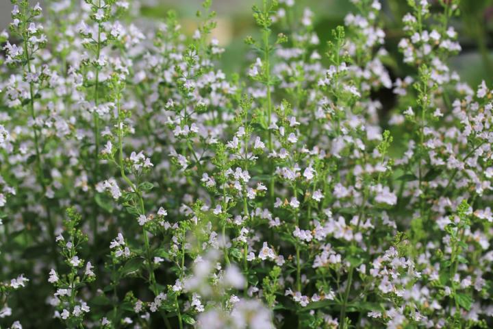 Calamintha nepeta subsp. nepeta