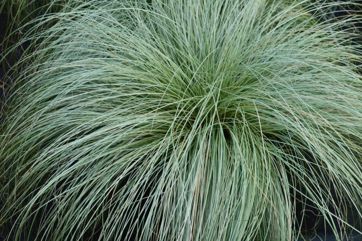 Carex oshimensis 'Evergreen'