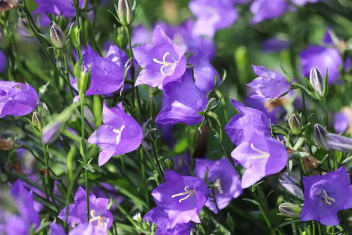 Campanula pers. 'Grandiflora'