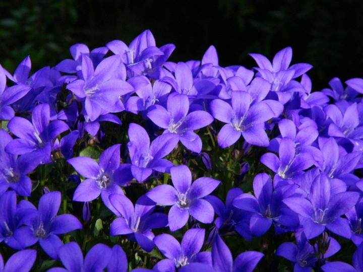 Campanula portenschlagiana