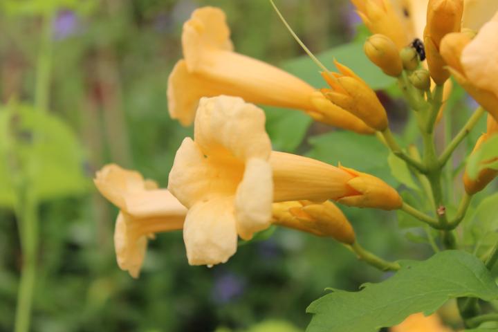 Campsis rad. 'Flava'