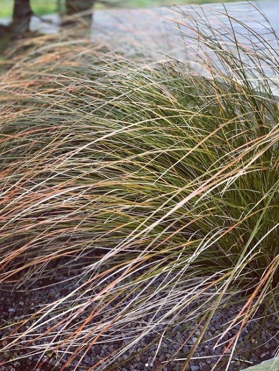 Carex testacea 'Prairie Fire'