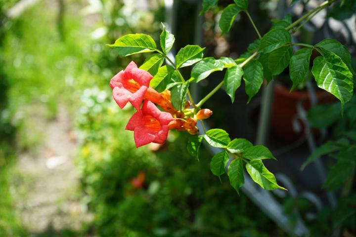 Campsis tagliabuana 'Madame Galen'