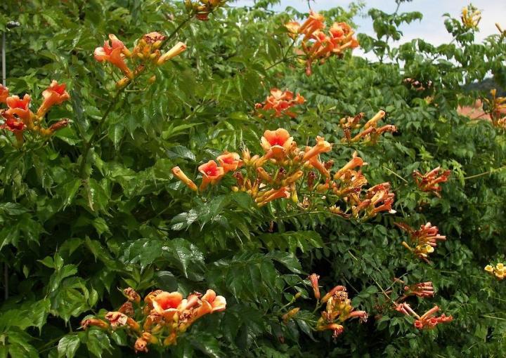 Campsis tagliabuana 'Indian Summer'
