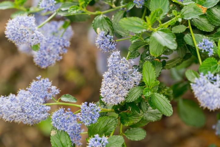 Ceanothus impressus 'Puget blue'