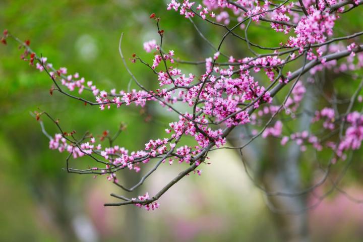 Cercis canadensis
