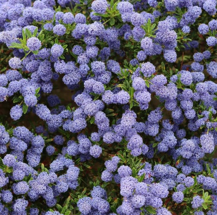 Ceanothus impressus 'Victoria'