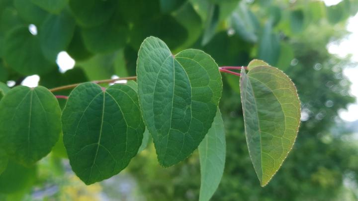 Cercidiphyllum japonicum
