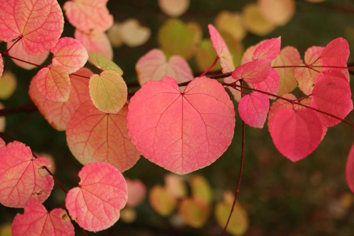 Cercidiphyllum japonicum