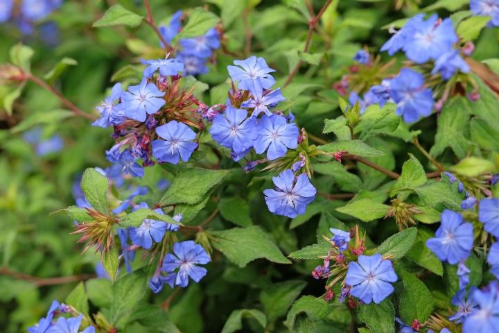 Ceratostigma plumbaginoides