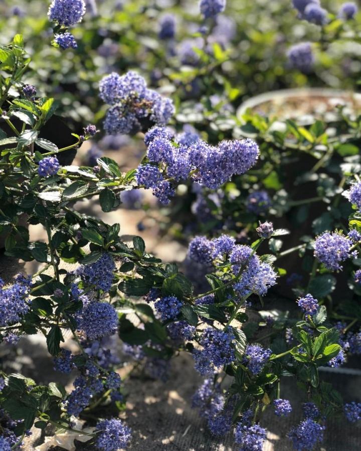 Ceanothus thyrs. 'repens'