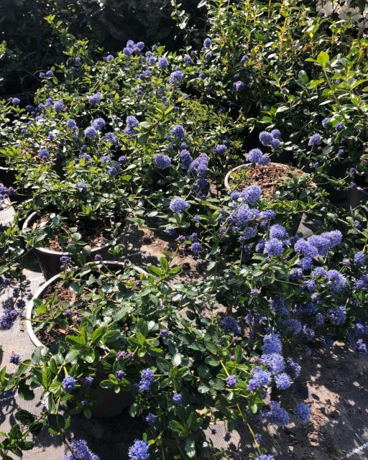 Ceanothus thyrs. 'repens'