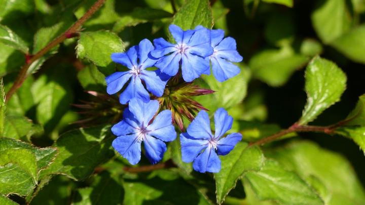 Ceratostigma willmottianum