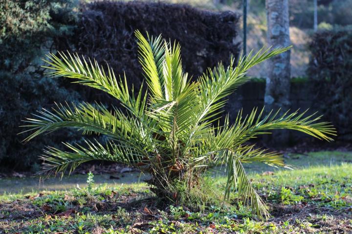 Chamaerops humilis