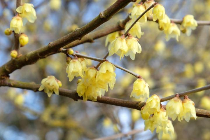 Chimonanthus praecox