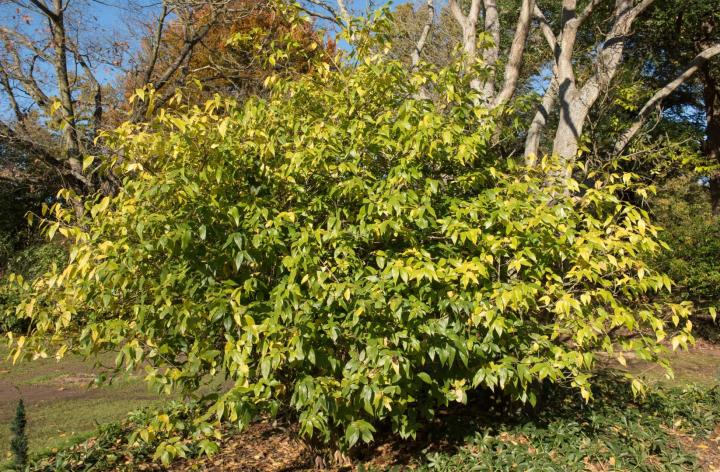 Chimonanthus praecox