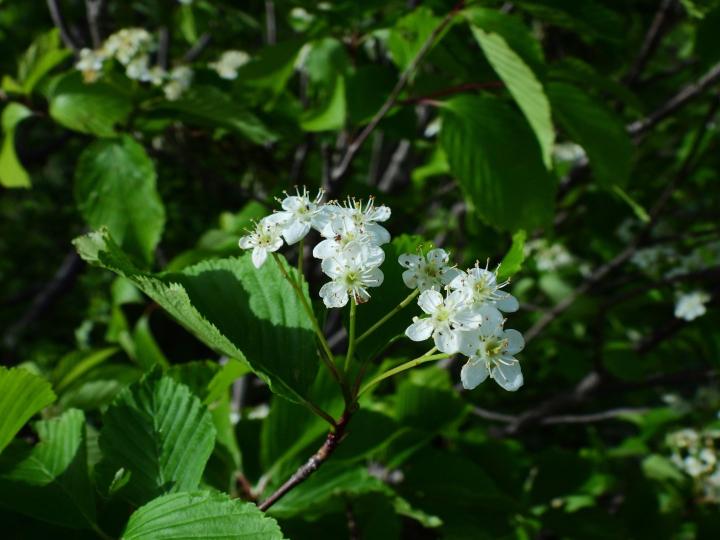 Clethra alnifolia
