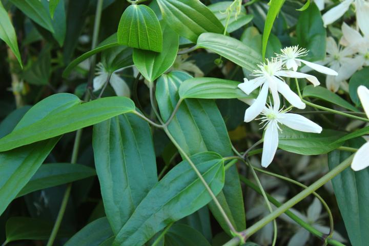Clematis armandii 'Apple Blossom'