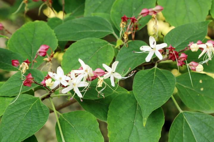 Clerodendrum trichotomum