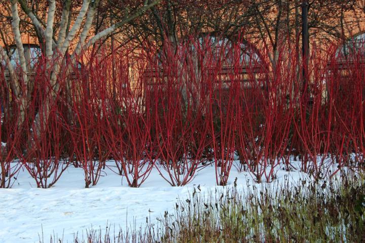Cornus alba 'Sibirica'