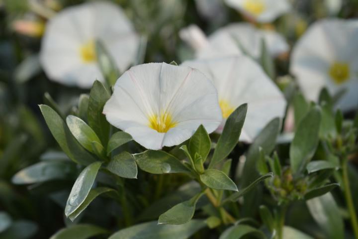 Convolvulus cneorum