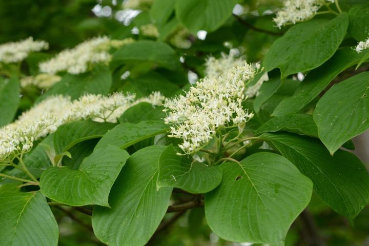 Cornus controversa