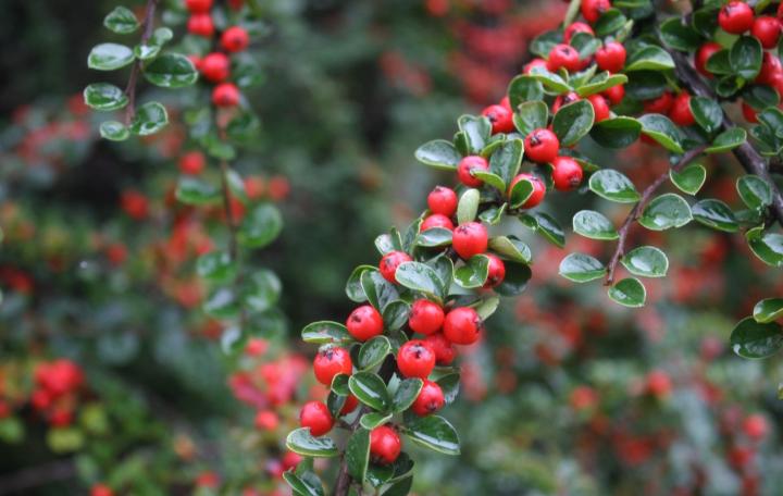 Cotoneaster dammeri