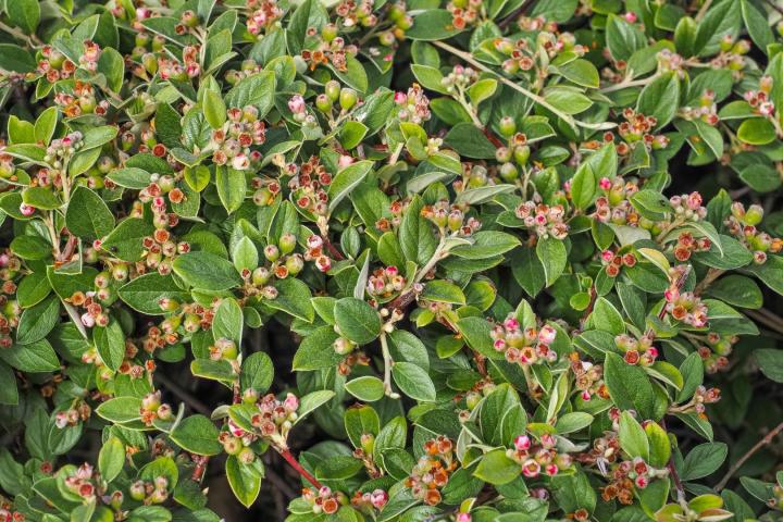 Cotoneaster franchetii