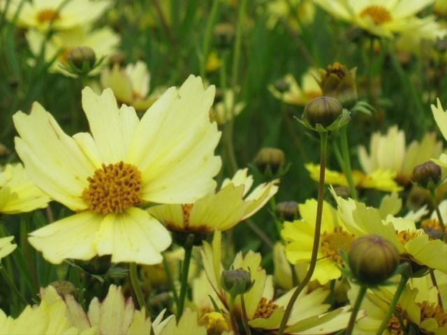 Coreopsis vert. 'Full Moon'